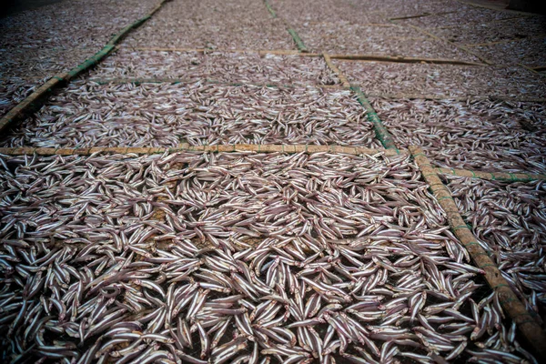 Plantation de petits poissons anchois séchant en plein air — Photo