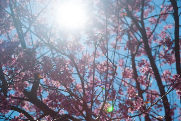 開花梅の木 — ストック写真