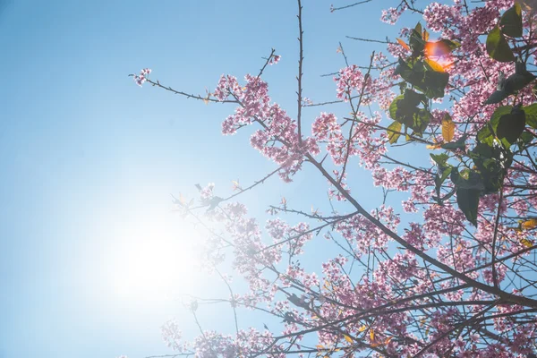 開花梅の木 — ストック写真