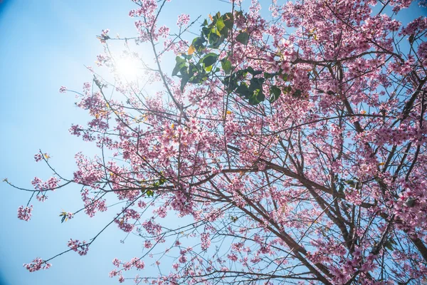 開花梅の木 — ストック写真