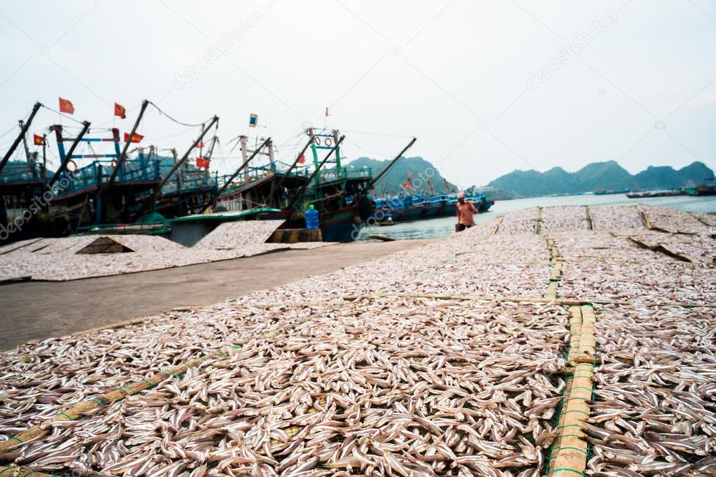 Planty of little anchovy fish drying on open air