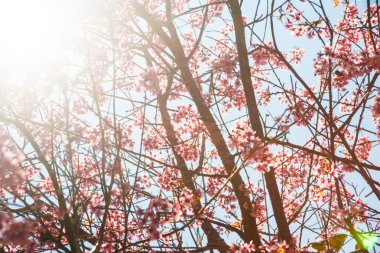 çiçekli kayısı ağacı