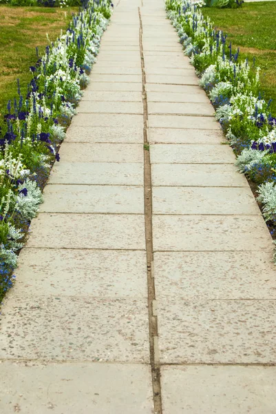 Olika blommor — Stockfoto