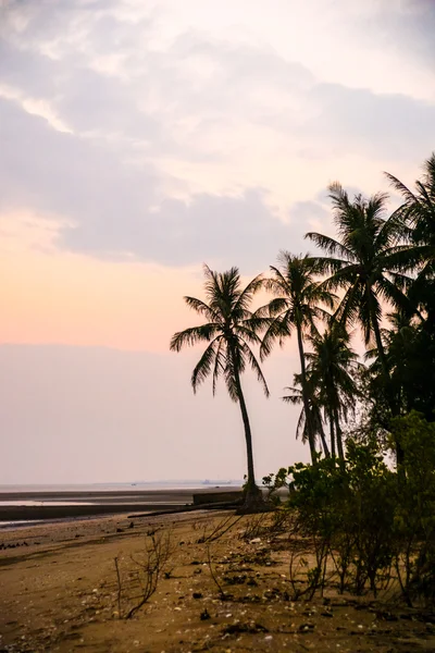 Palms at sunset — Stock Photo, Image