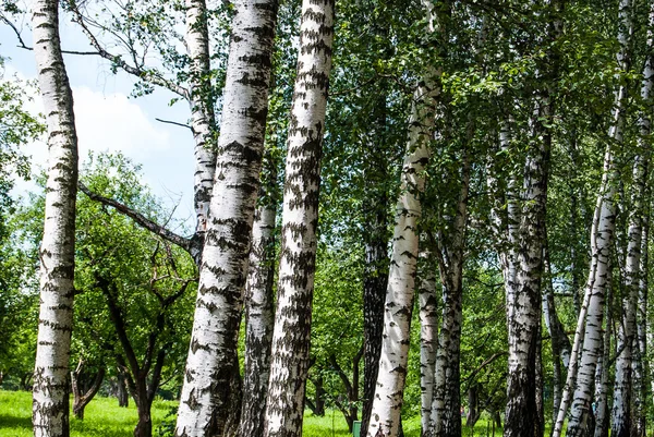 Nyír fatörzsek a parkban. — Stock Fotó