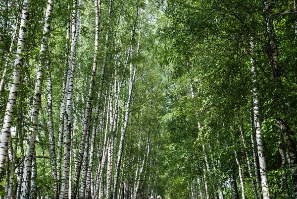 Tronchi di betulla nel parco . — Foto Stock