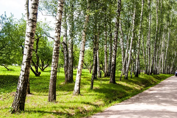 Birch trunks in the park. — Stock Photo, Image