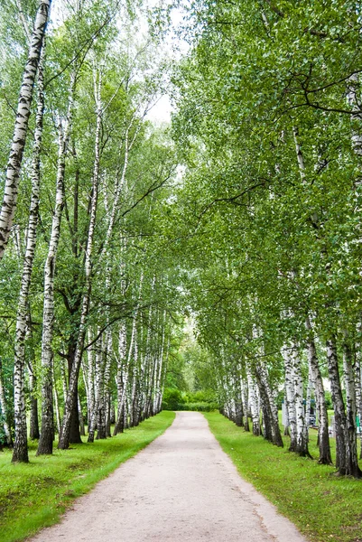 Birkenstämme im Park. — Stockfoto