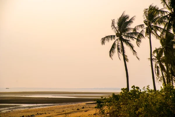 Palms at sunset — Stock Photo, Image