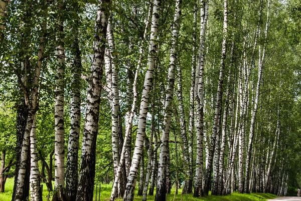 Pni brzozy w parku. — Zdjęcie stockowe