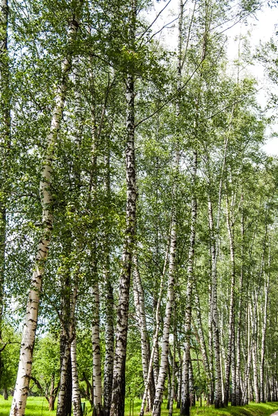 Birch trunks in the park. — Stock Photo, Image