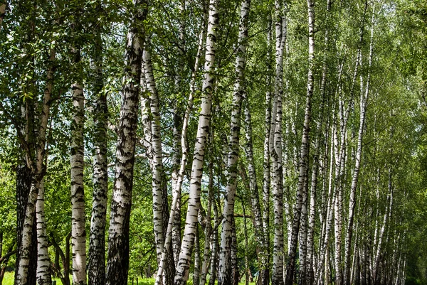 Birch trunks in the park. — Stock Photo, Image