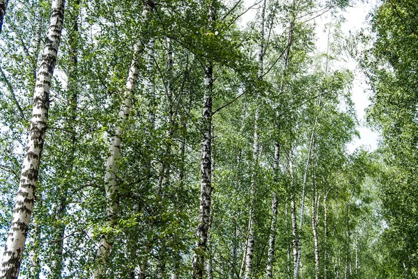 Tronchi di betulla nel parco . — Foto Stock