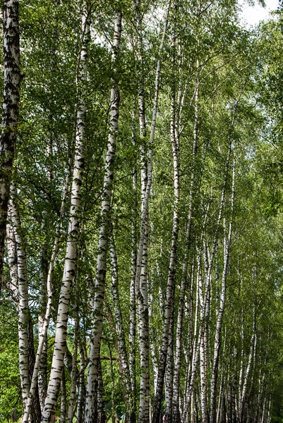 Nyír fatörzsek a parkban. — Stock Fotó