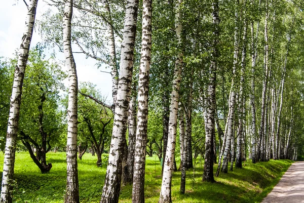 공원에서 자작나무 줄기. — 스톡 사진
