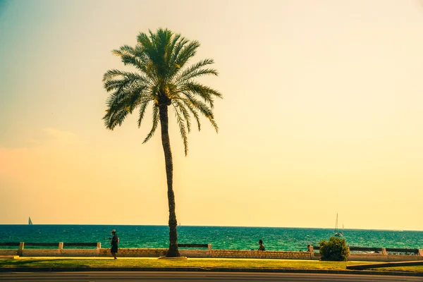 Palmy na wybrzeżu w Palma de Mallorca — Zdjęcie stockowe