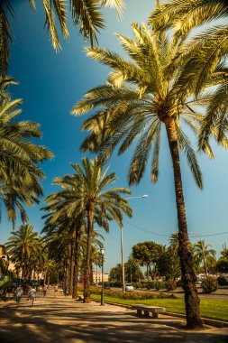 Palma de Mallorca'da palmiye ağaçları