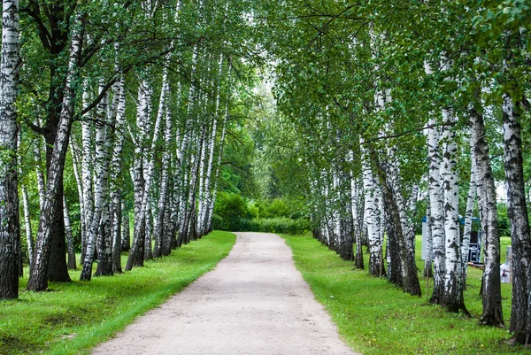 Berk stammen in het park. — Stockfoto