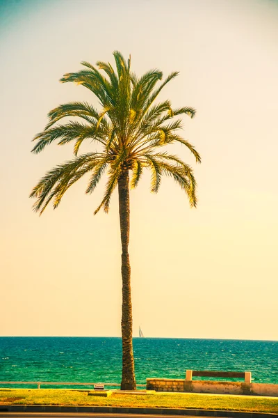 Palmové stromy podél pobřeží v Palma de Mallorca — Stock fotografie