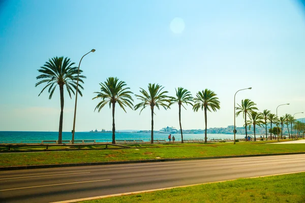 Palmbomen langs de kust in Palma de Mallorca — Stockfoto