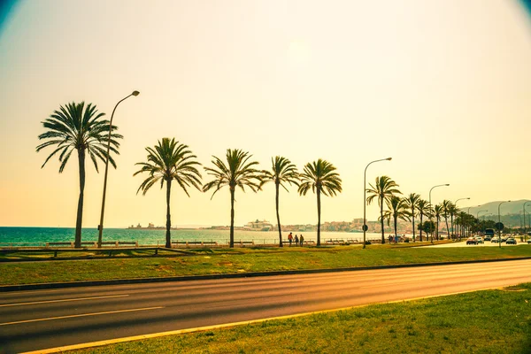 Palmbomen langs de kust in Palma de Mallorca — Stockfoto