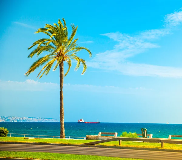 Palma de Mallorca'da sahilinde palmiye ağaçları — Stok fotoğraf