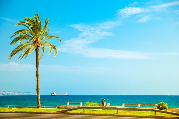 Palm trees along the coast in Palma de Mallorca — Stock Photo, Image