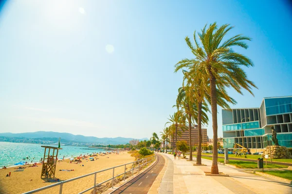 Palma de Mallorca'da sahilinde palmiye ağaçları