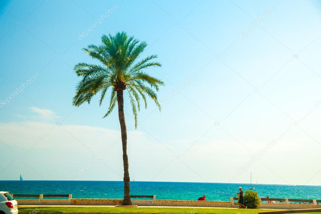 Palm trees along the coast in Palma de Mallorca