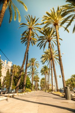 Palma de Mallorca'da palmiye ağaçları