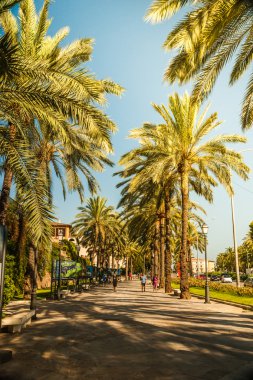 Palma de Mallorca'da palmiye ağaçları