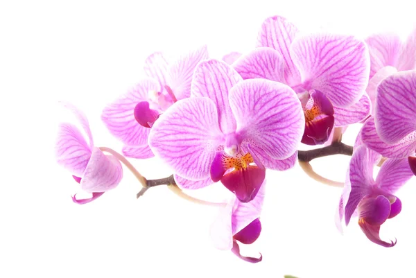 Růžová orchidej v hrnci na bílém pozadí. — Stock fotografie