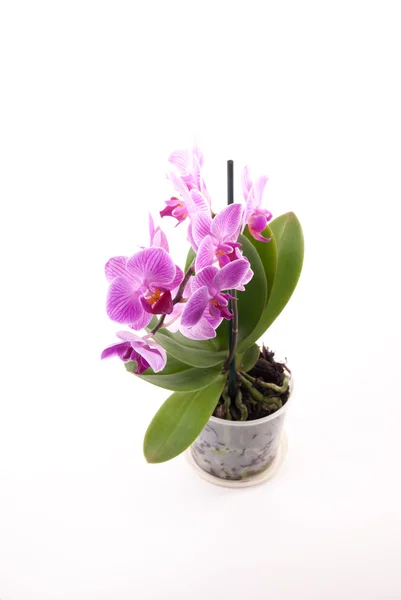 Rosa Orchidee im Topf auf weißem Hintergrund. — Stockfoto
