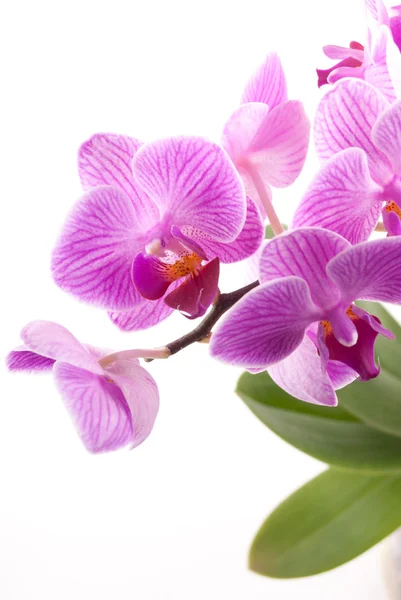 Pink orchid i kruka på vit bakgrund. — Stockfoto