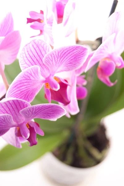 Orquídea rosa en maceta sobre fondo blanco . —  Fotos de Stock