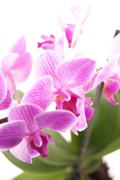 Orquídea rosa en maceta sobre fondo blanco . —  Fotos de Stock