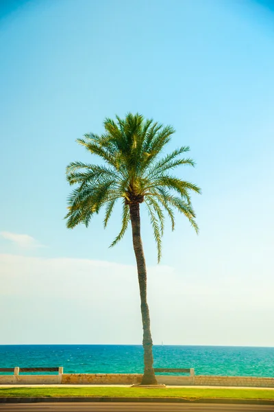 Palma de Mallorca'da sahilinde palmiye ağaçları — Stok fotoğraf