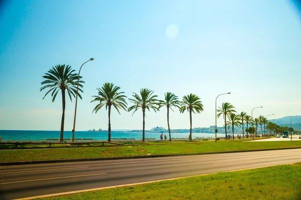 Palma de Mallorca'da sahilinde palmiye ağaçları — Stok fotoğraf