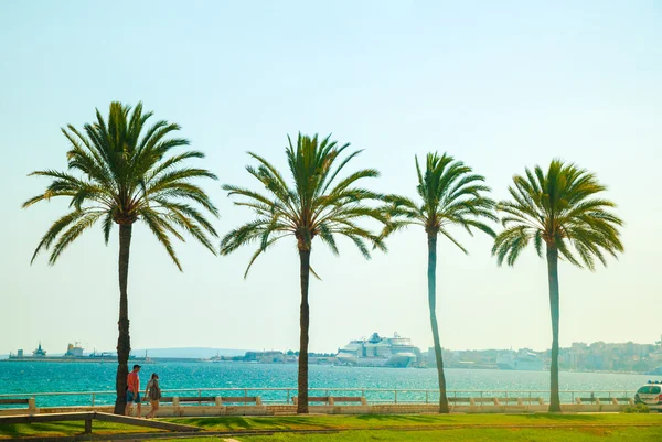 Palmbomen langs de kust in Palma de Mallorca — Stockfoto