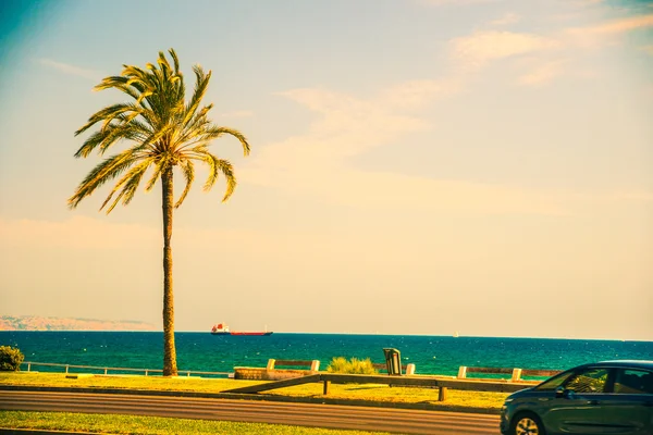 Palmbomen langs de kust in Palma de Mallorca — Stockfoto