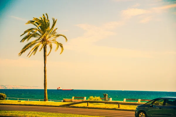 Palmer längs kusten i Palma de Mallorca — Stockfoto