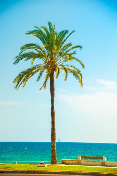 Дерева пальми вздовж узбережжя міста Пальма — стокове фото