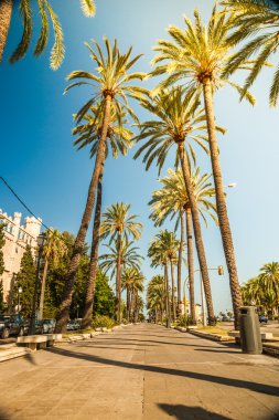 Palma de Mallorca'da palmiye ağaçları