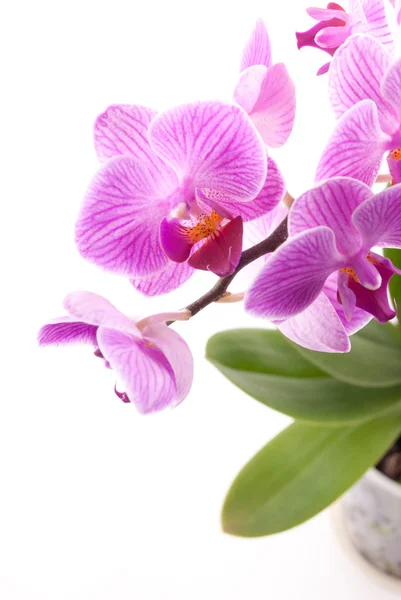 Roze orchidee in pot op witte achtergrond. — Stockfoto