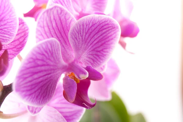 Orquídea rosa en maceta sobre fondo blanco . —  Fotos de Stock