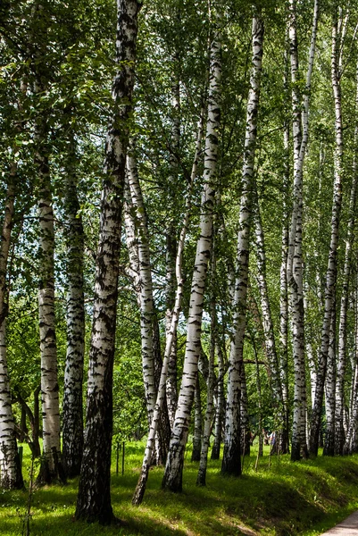 Birch trunks in the park. — Stock Photo, Image