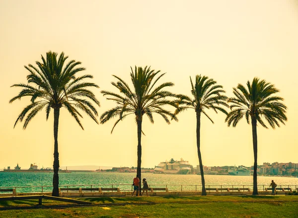 Palmeiras ao longo da costa em Palma de Maiorca — Fotografia de Stock