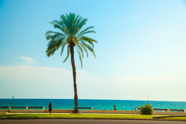 Palmbomen langs de kust in Palma de Mallorca — Stockfoto