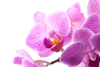 Beyaz zemin üzerine tencerede pembe orkide.