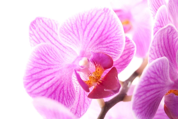 Orquídea rosa en maceta sobre fondo blanco . —  Fotos de Stock